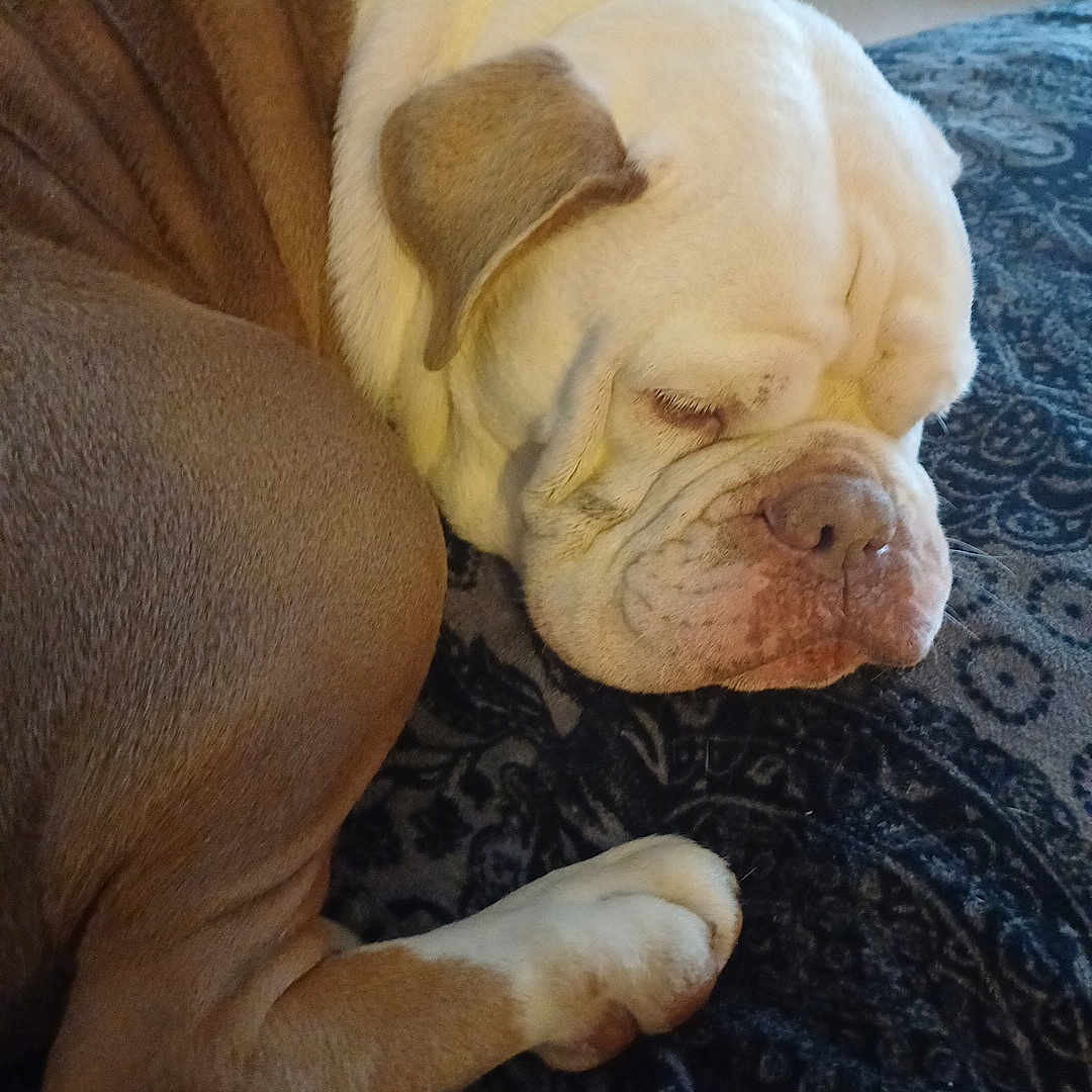 Wesson