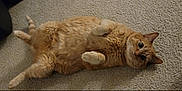 Tigger is registered to the contest to win money with this photo: cat, ginger_cat, carpet, indoor, pet, fur, whiskers, cute, lying_down, relaxed, animal, mammal, playful, domestic_cat, four_legs, paws, tail, feline, eyes, adorable