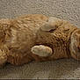 cat, ginger_cat, carpet, indoor, pet, fur, whiskers, cute, lying_down, relaxed, animal, mammal, playful, domestic_cat, four_legs, paws, tail, feline, eyes, adorable