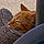 Tigger