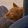 Tigger is registered to the contest to win money with this photo: cat, orange_tabby, sleeping, blanket, cozy, resting, feline, fur, whiskers, ear, nap, closeup, soft_texture, indoors, relaxation, comfort, pet, animal, peaceful, warm