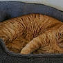 Tigger is registered to the contest to win money with this photo: cat, ginger_cat, pet_bed, cozy, sleepy, animal, feline, indoor, resting, curled_up, fur, relaxed, cute, domestic_cat, soft, comfort, bed, mammal, whiskers, ears