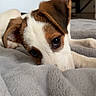 puppy, dog, jack_russell_terrier, brown_and_white, floppy_ears, large_eyes, pet, animal, cute, lying_down, blanket, soft_blanket, cozy, indoor, home, portrait, close_up, relaxed, sleepy, adorable
