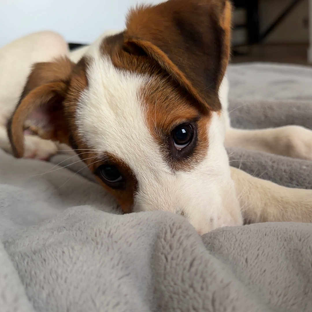 Bandit joined the competition — help win amazing prizes! puppy, dog, jack_russell_terrier, brown_and_white, floppy_ears, large_eyes, pet, animal, cute, lying_down, blanket, soft_blanket, cozy, indoor, home, portrait, close_up, relaxed, sleepy, adorable