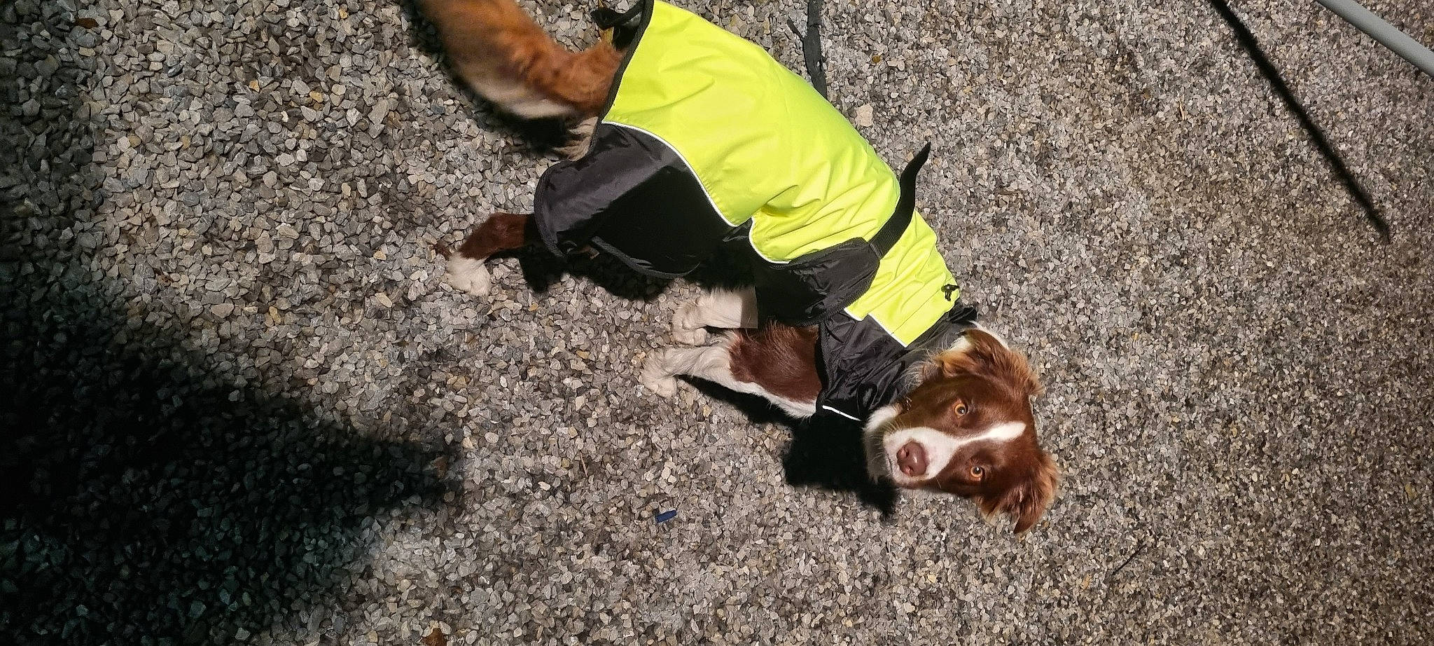 Aldo participe au concours pour gagner de l'argent avec cette photo : adventure, asphalt, canidae, companion_dog, dog_breed, dog_clothes, dog_supply, foot, grass, human_leg, leash, recreation, road_surface, snout, soil, sporting_group, tail, wood