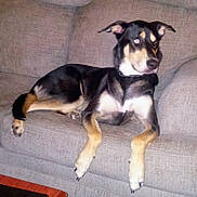 Luna is registered to the contest to win money with this photo: dog, couch, indoor, pet, relaxed, fur, black, tan, wooden_table, furniture, animal, side_view, resting, canine, living_room, domestic, collar, paw, looking_away, comfort