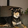 Luna is registered to the contest to win money with this photo: dog, couch, indoor, pet, animal, black_and_tan, alert, ears_up, red_eye, plant, furniture, living_room, resting, canine, fur, paw, side_view, flash_photo, domestic_animal, relaxed