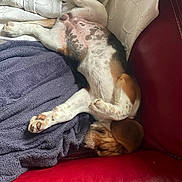 Bounthy a rejoint le concours — aidez-le/la à gagner de superbes lots ! puppy, dog, sleeping, couch, red_leather, blanket, fabric, relaxed, indoor, pet, fur, cute, resting, cozy, small_dog, paw, snout, white, brown, black