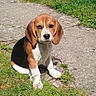 Bounthy participe au concours pour gagner de l'argent avec cette photo : beagle, puppy, dog, grass, outdoor, sunlight, pathway, pet, animal, canine, ears, sitting, young, nature, cute, fur, white, brown, black, collar