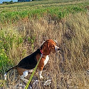 Bounty a rejoint le concours — aidez-le/la à gagner de superbes lots ! dog, beagle, leash, grass, field, outdoor, nature, sky, farmhouse, pet, animal, brown, black, white, walking, summer, sunlight, rural, canine, landscape