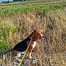 animal, beagle, black, brown, canine, dog, farmhouse, field, grass, landscape, leash, nature, outdoor, pet, rural, sky, summer, sunlight, walking, white