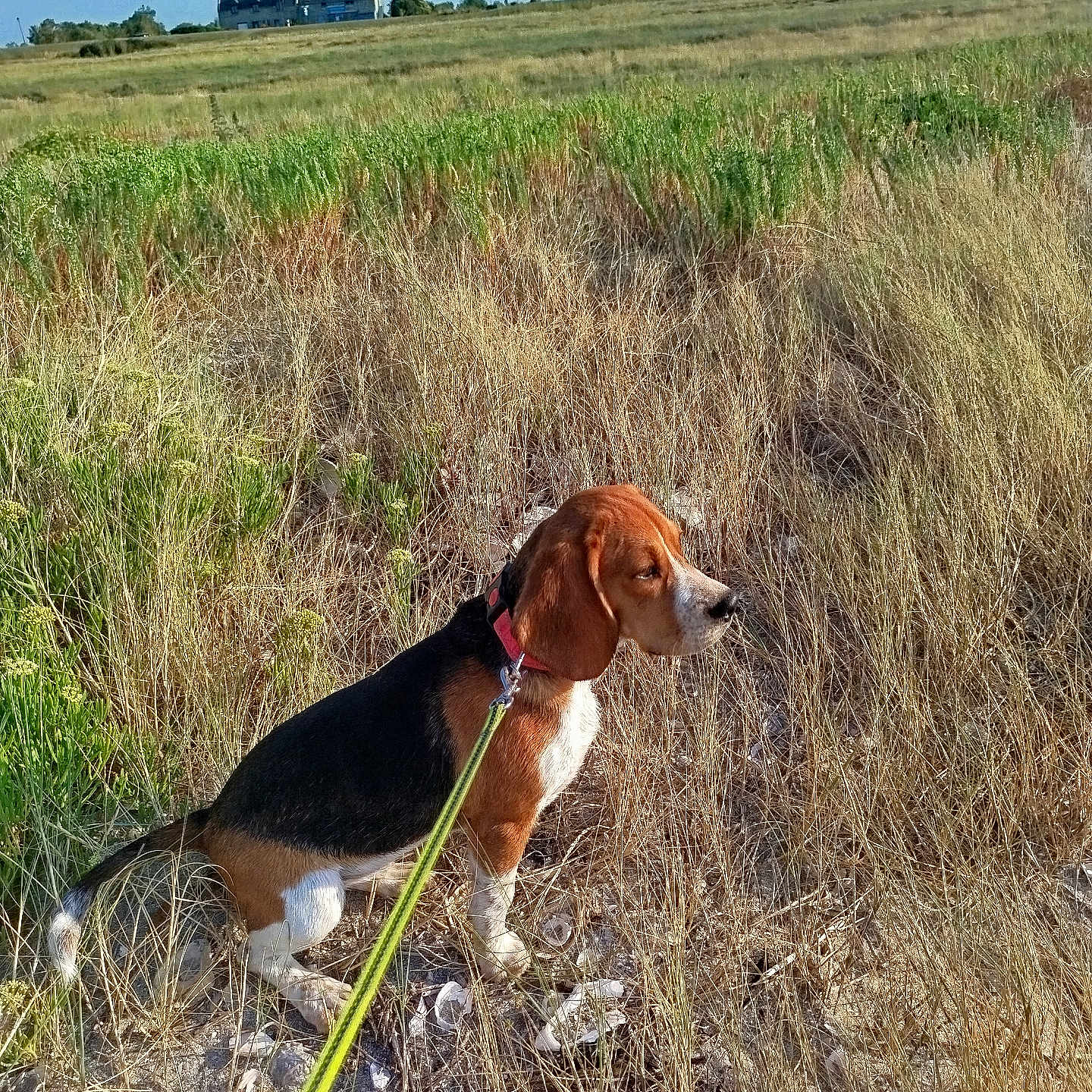 Bounty a rejoint le concours — aidez-le/la à gagner de superbes lots ! dog, beagle, leash, grass, field, outdoor, nature, sky, farmhouse, pet, animal, brown, black, white, walking, summer, sunlight, rural, canine, landscape