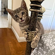 Frida joined the competition — help win amazing prizes! bathroom, bedpost, bedspread, cat, curious, domestic_cat, doorway, ears, floral_pattern, furniture, home, indoor, kitten, paw, playful, tongue_out, whiskers, wide_eyes, wooden_floor, young_cat