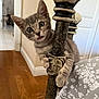 bathroom, bedpost, bedspread, cat, curious, domestic_cat, doorway, ears, floral_pattern, furniture, home, indoor, kitten, paw, playful, tongue_out, whiskers, wide_eyes, wooden_floor, young_cat