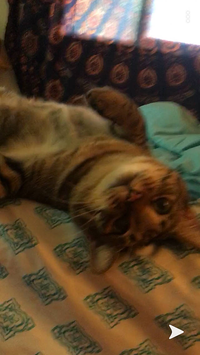 Zues joined the competition — help win amazing prizes! canidae, carnivore, cat, dog_breed, fawn, felidae, nap, sporting_group