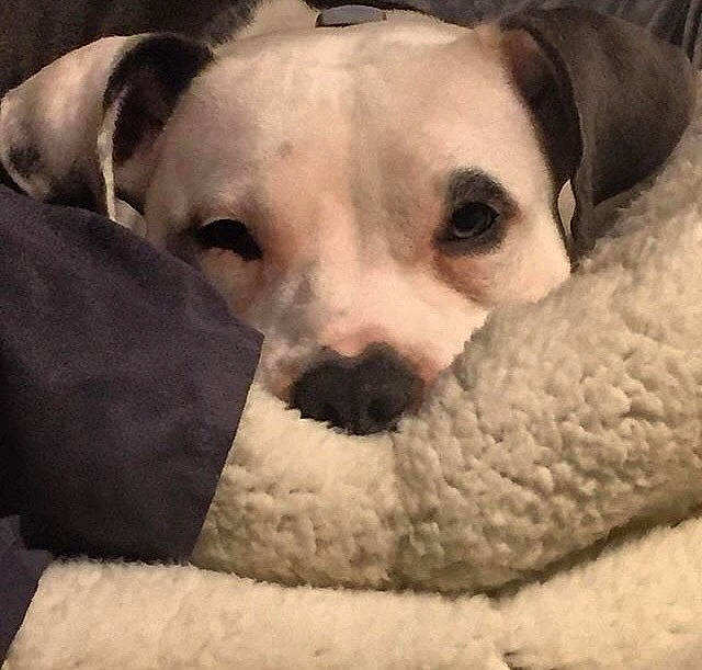 Koa joined the competition — help win amazing prizes! canidae, carnivore, companion_dog, dog, dog_breed, ear, head, jack_russell_terrier, mammal, non_sporting_group, nose, pit_bull, puppy, puppy_love, rare_breed_dog, snout, sporting_group, vertebrate, whiskers