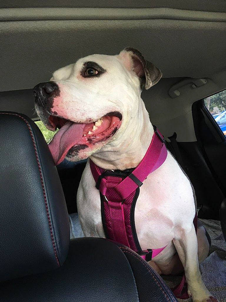 Koa joined the competition — help win amazing prizes! american_bulldog, american_pit_bull_terrier, american_staffordshire_terrier, canidae, carnivore, companion_dog, dog, dog_breed, dogo_argentino, fawn, mammal, non_sporting_group, pit_bull, rare_breed_dog, snout, sporting_group, staffordshire_bull_terrier, vertebrate