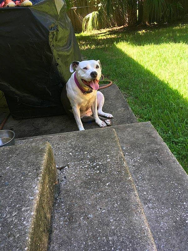 Koa is registered to the contest to win money with this photo: american_bulldog, australian_bulldog, bulldog, canidae, carnivore, companion_dog, dog, dog_breed, dogo_guatemalteco, fawn, grass, mammal, non_sporting_group, olde_english_bulldogge, pit_bull, sidewalk, sporting_group, tail, valley_bulldog, vertebrate