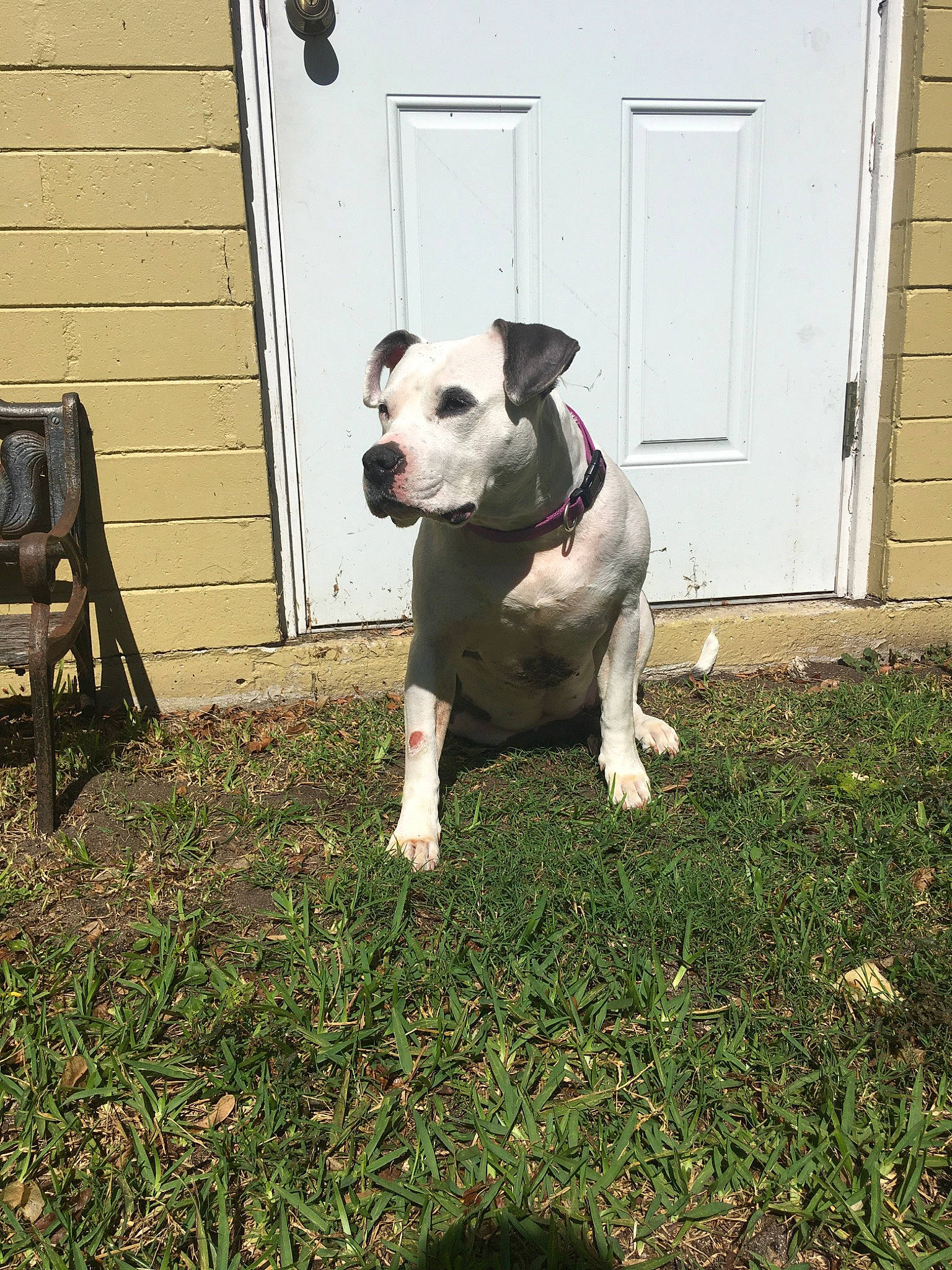 Koa is registered to the contest to win money with this photo: american_bulldog, american_pit_bull_terrier, american_staffordshire_terrier, bull_and_terrier, canidae, carnivore, companion_dog, dog, dog_breed, dorset_olde_tyme_bulldogge, fawn, grass, mammal, non_sporting_group, pit_bull, rare_breed_dog, snout, sporting_group, valley_bulldog, vertebrate