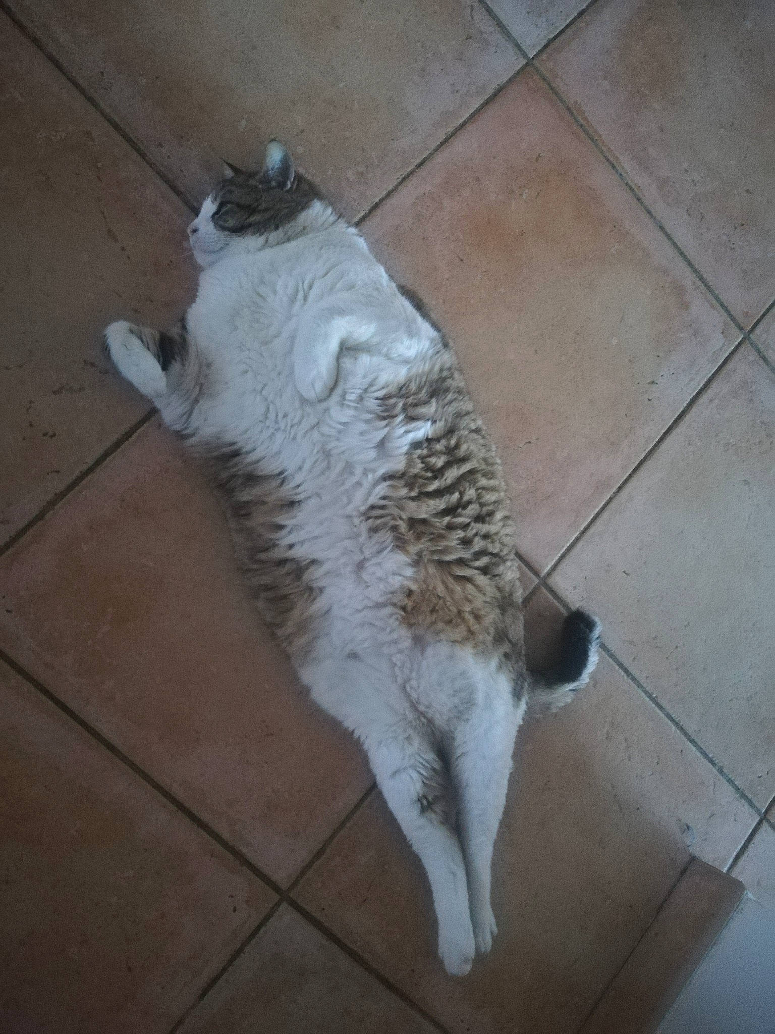 Mika participe au concours pour gagner de l'argent avec cette photo : canidae, carnivore, claw, companion_dog, dog_breed, domestic_short_haired_cat, fawn, felidae, floor, flooring, fur, paw, road_surface, shadow, small_to_medium_sized_cats, snout, sporting_group, tail, tile_flooring, whiskers