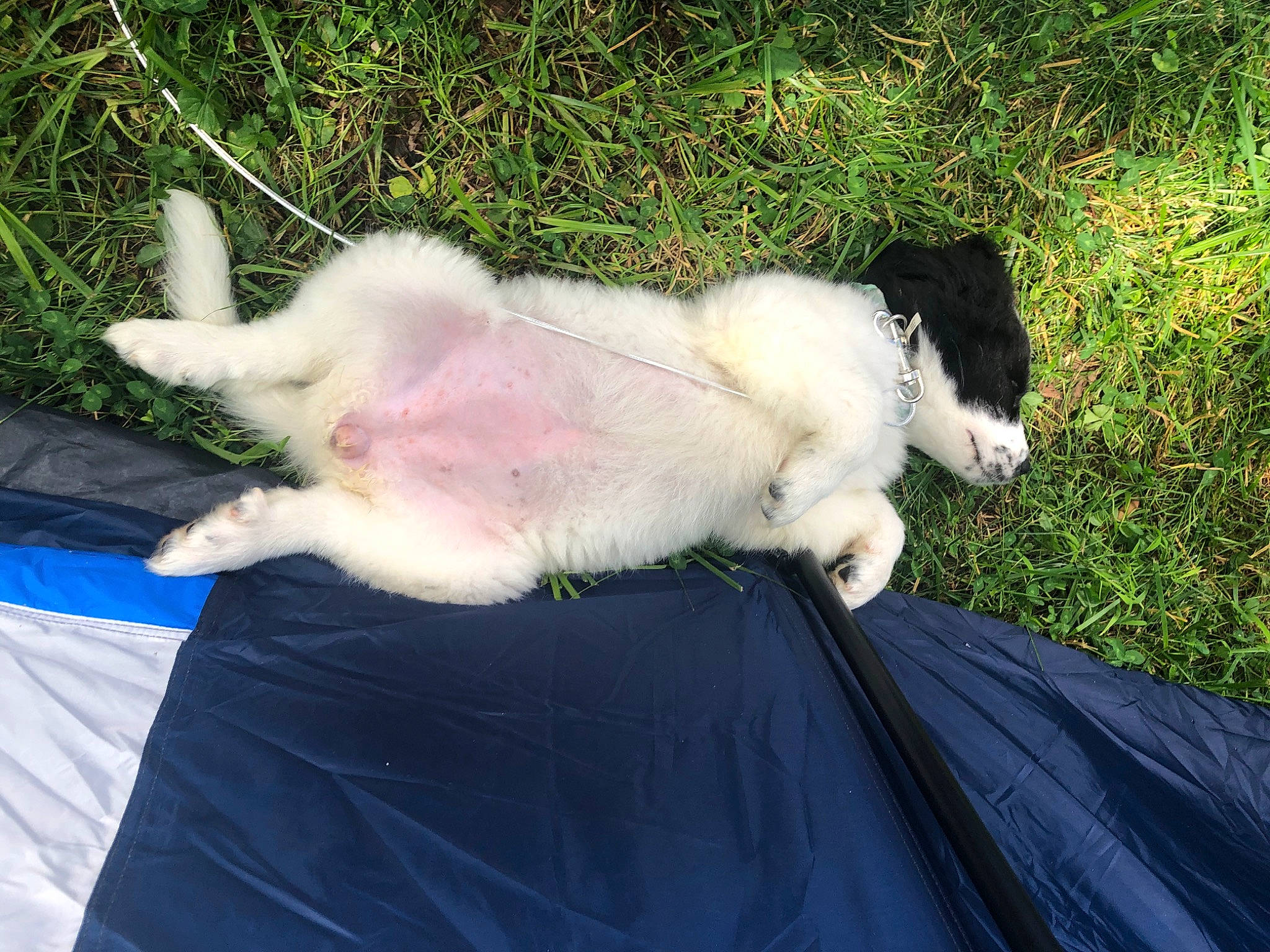 Maddie joined the competition — help win amazing prizes! _geese_and_swans, beak, canidae, companion_dog, dog_breed, duck, ducks, fawn, felidae, fur, grass, plant, sitting, small_to_medium_sized_cats, snout, sporting_group, tail, terrestrial_animal, toy, tree