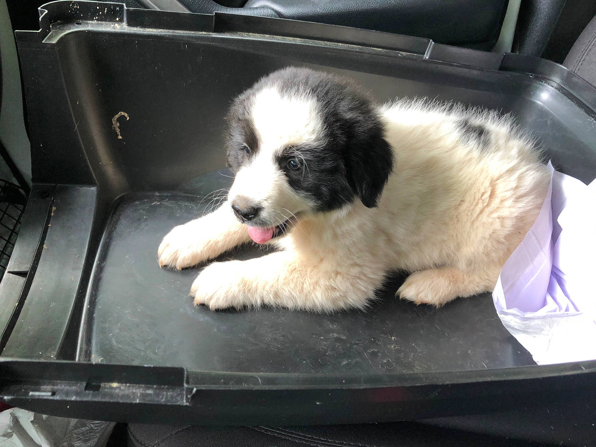 Maddie is registered to the contest to win money with this photo: auto_part, automotive_design, automotive_exterior, bored, bumper, canidae, car, carnivore, companion_dog, dog, dog_breed, fur, gas, hood, luxury_vehicle, motor_vehicle, snout, sporting_group, terrestrial_animal, vehicle_door