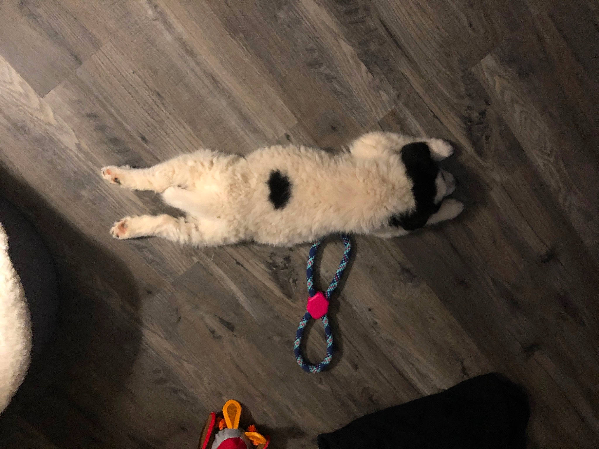 Maddie is registered to the contest to win money with this photo: canidae, companion_dog, dalmatian, dog_breed, fawn, felidae, flooring, fur, hardwood, paw, shadow, small_to_medium_sized_cats, sporting_group, stuffed_toy, tail, terrestrial_animal, toy, whiskers, wood, wood_flooring