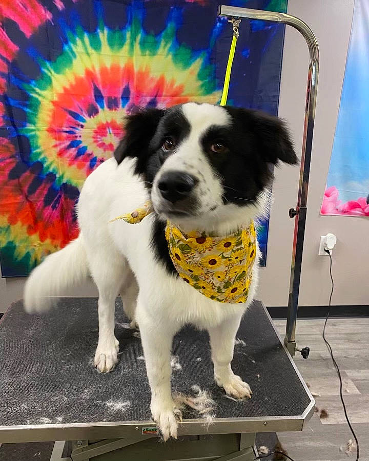 Maddie joined the competition — help win amazing prizes! art, bowl, canidae, carnivore, companion_dog, dog, dog_breed, dog_supply, fur, gun_dog, herding_dog, paw, plant, recreation, snout, sporting_group, tail, working_dog