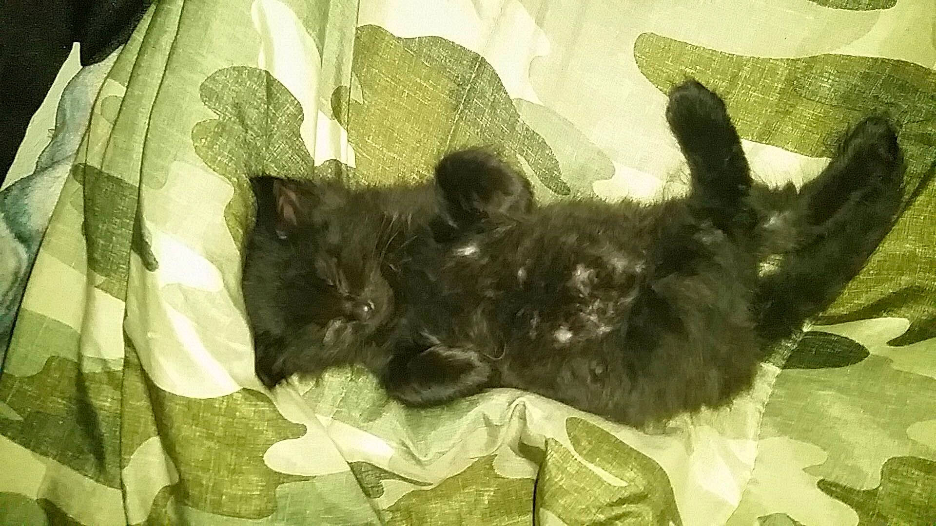 Zeus joined the competition — help win amazing prizes! black_cat, canidae, carnivore, cat, claw, companion_dog, dog_breed, fawn, felidae, fur, grass, liver, pattern, plant, small_to_medium_sized_cats, sporting_group, tail, terrestrial_animal, whiskers, working_animal