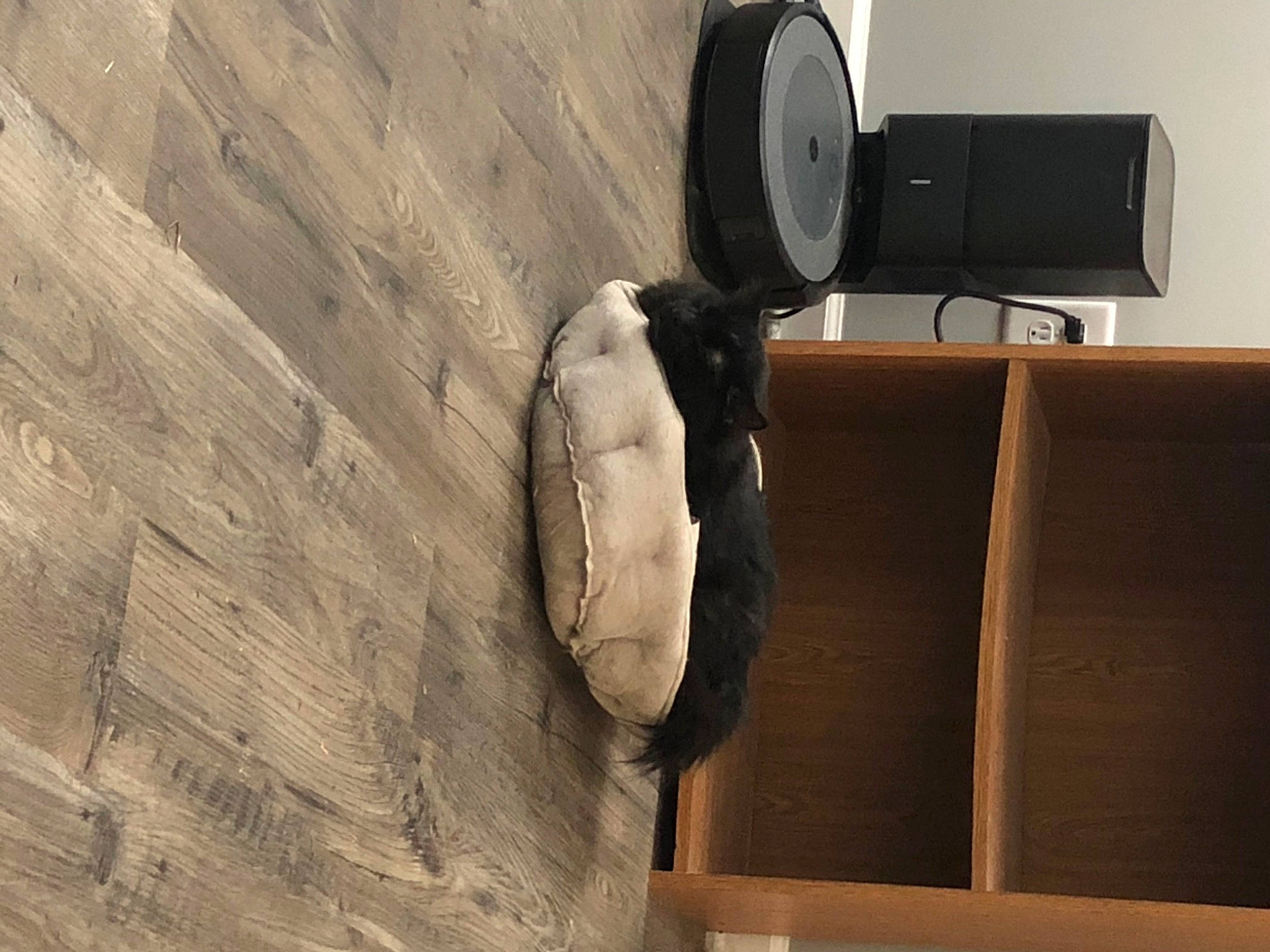 Zeus is registered to the contest to win money with this photo: audio_equipment, cardboard, carton, concrete, floor, flooring, fur, hardwood, hat, home_appliance, human_leg, loudspeaker, output_device, plywood, room, shipping_box, television, wood, wood_flooring, wood_stain