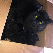 Zeus joined the competition — help win amazing prizes! black_cat, bombay, box, brown, carnivore, cat, domestic_short_haired_cat, felidae, flooring, fur, grey, hardwood, iris, small_to_medium_sized_cats, snout, tail, tints_and_shades, whiskers, window, wood