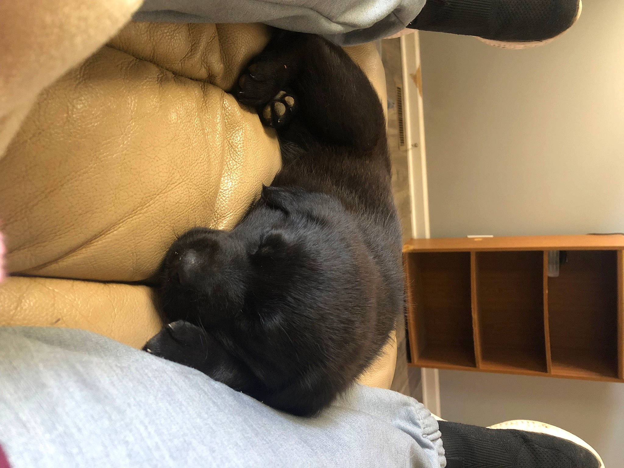 Gracie joined the competition — help win amazing prizes! black_cat, canidae, carnivore, comfort, companion_dog, dog_breed, domestic_short_haired_cat, fawn, felidae, fur, grey, mammal, sitting, small_to_medium_sized_cats, snout, sporting_group, tail, toy_dog, vertebrate, whiskers