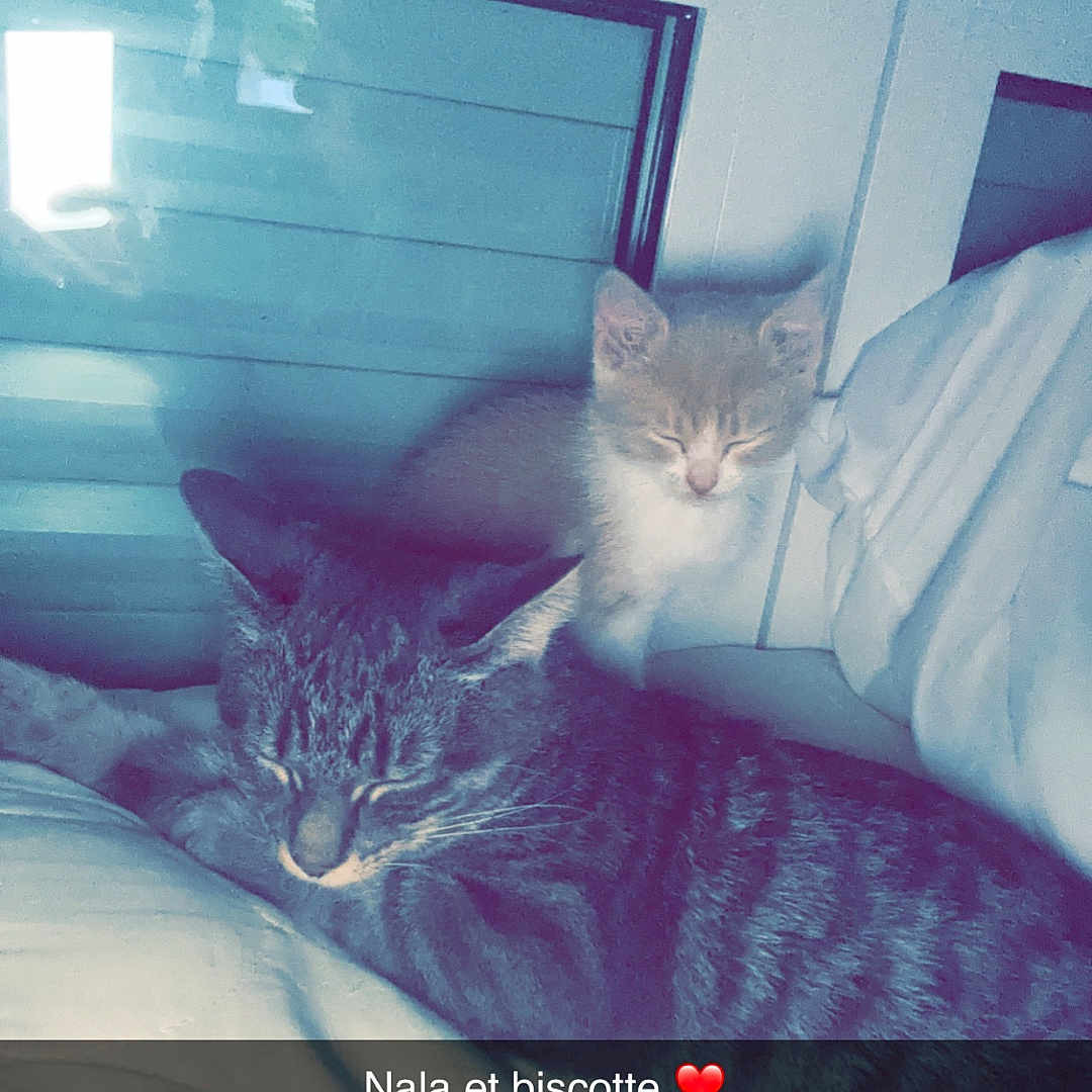 Nala Et Biscotte a rejoint le concours — aidez-le/la à gagner de superbes lots ! abyssinian, animal, bed, bedroom, cat, computerhardware, cushion, electronics, furniture, hardware, homedecor, indoors, interiordesign, kitten, monitor, person, pet, room, screen, sleeping