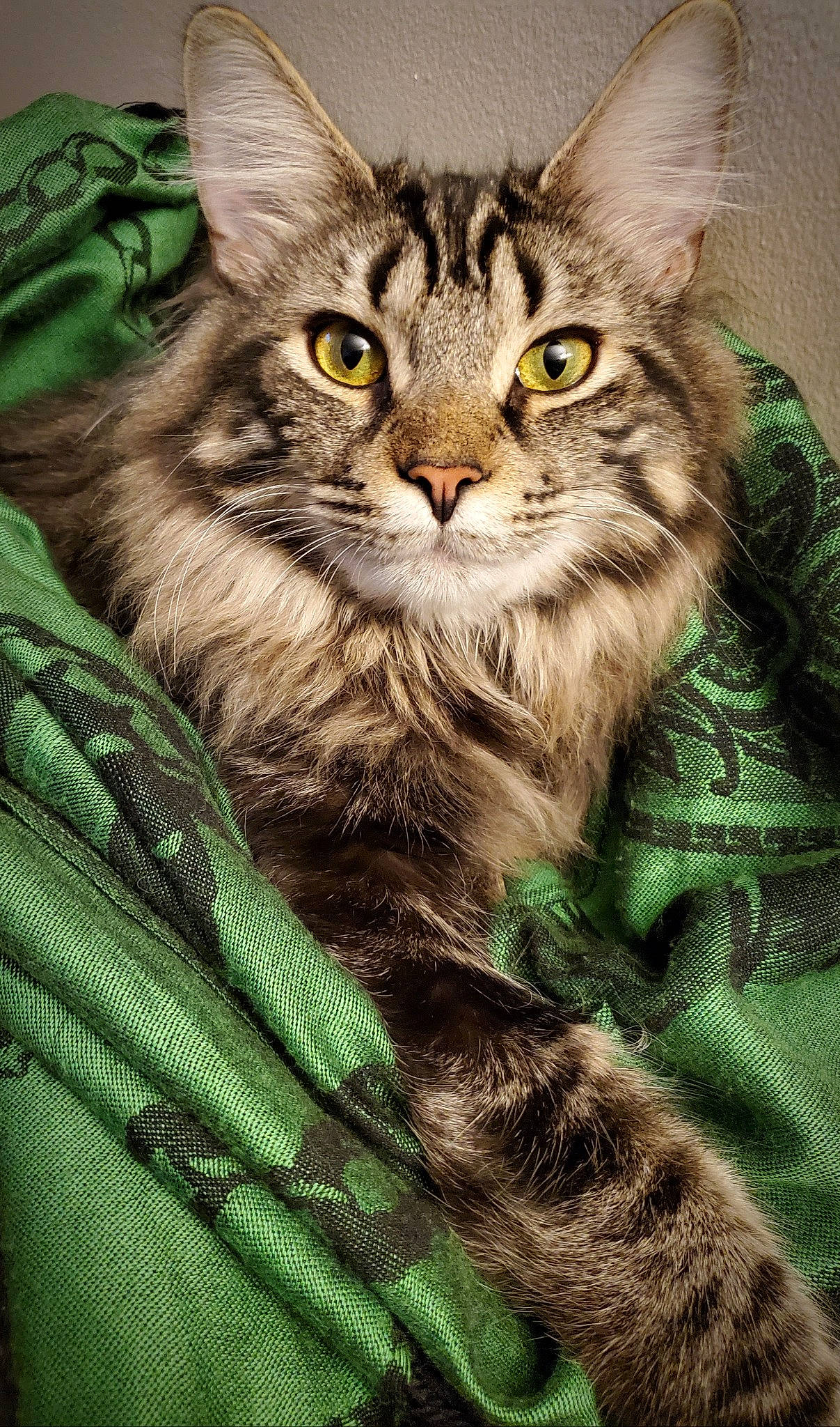 Chucky a rejoint le concours — aidez-le/la à gagner de superbes lots ! carnivore, cat, domestic_short_haired_cat, eye, felidae, fur, grass, green, maine_coon, norwegian_forest_cat, photo_caption, plant, siberian, small_to_medium_sized_cats, snout, terrestrial_animal, tree, whiskers, wildlife