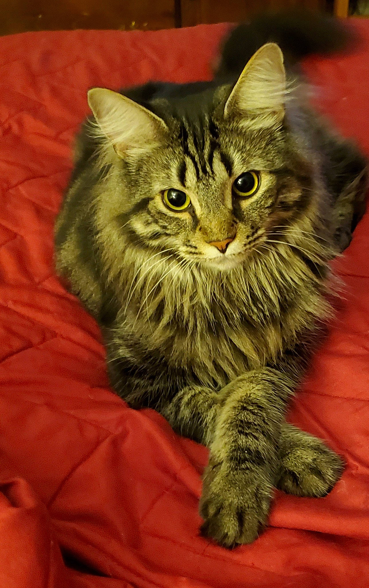 Chucky participe au concours pour gagner de l'argent avec cette photo : british_longhair, carnivore, cat, claw, domestic_short_haired_cat, felidae, fur, iris, maine_coon, paw, small_to_medium_sized_cats, snout, terrestrial_animal, whiskers, window