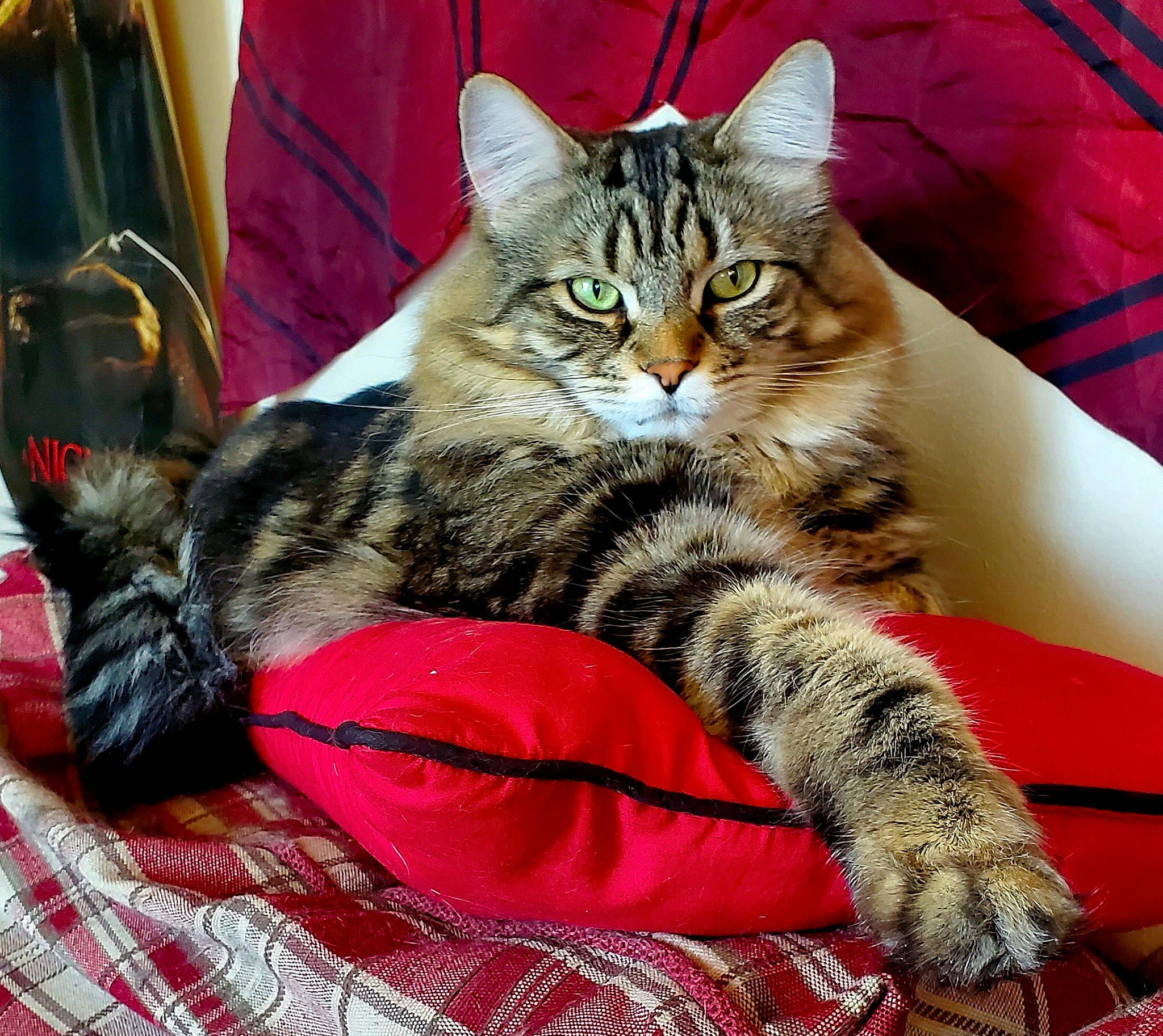 Salem participe au concours pour gagner de l'argent avec cette photo : carnivore, cat, claw, comfort, domestic_short_haired_cat, felidae, fur, nap, pattern, paw, small_to_medium_sized_cats, snout, tartan, terrestrial_animal, textile, tree, whiskers