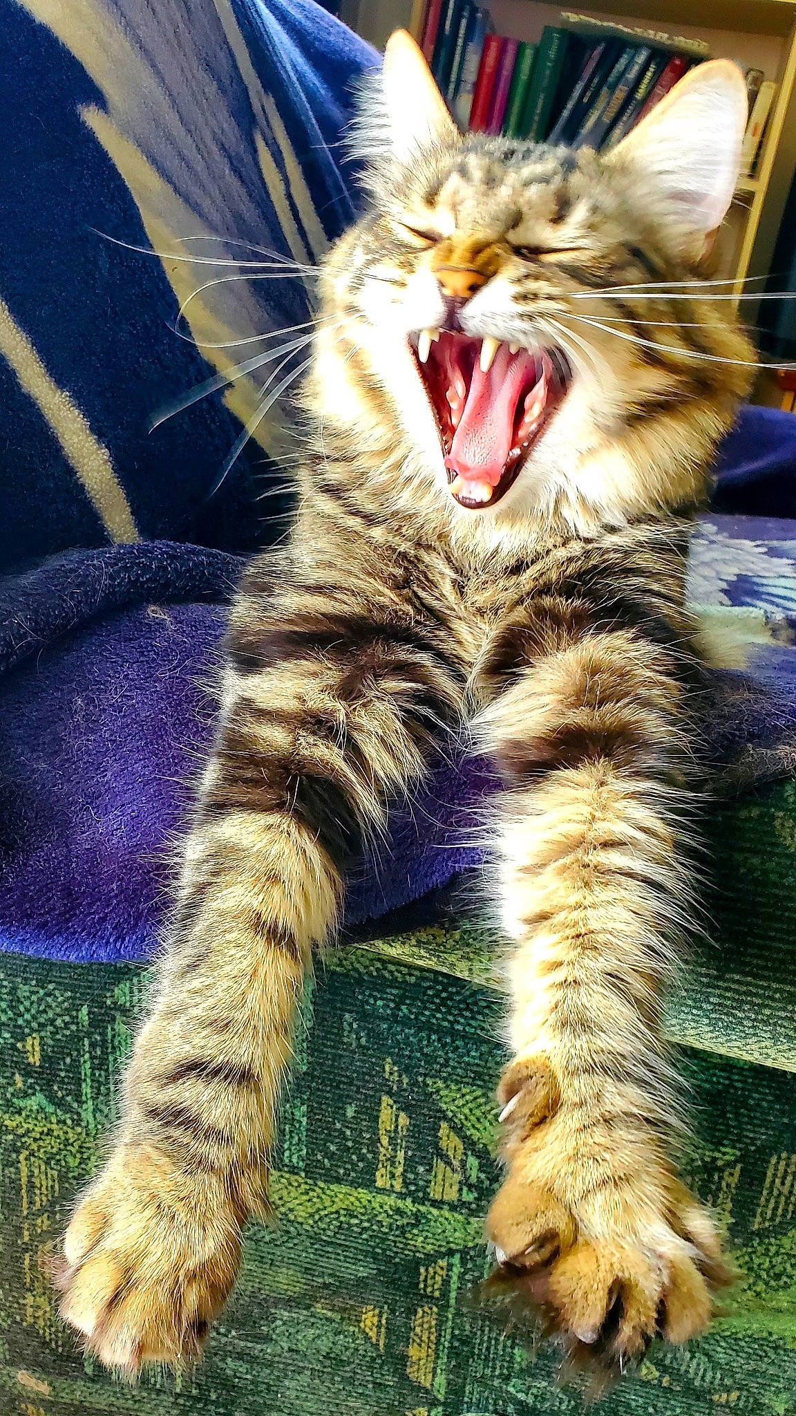 Salem participe au concours pour gagner de l'argent avec cette photo : carnivore, cat, claw, domestic_short_haired_cat, electric_blue, fang, felidae, foot, fur, gesture, paw, photo_caption, small_to_medium_sized_cats, snout, tail, terrestrial_animal, whiskers, wildlife, window, yawn