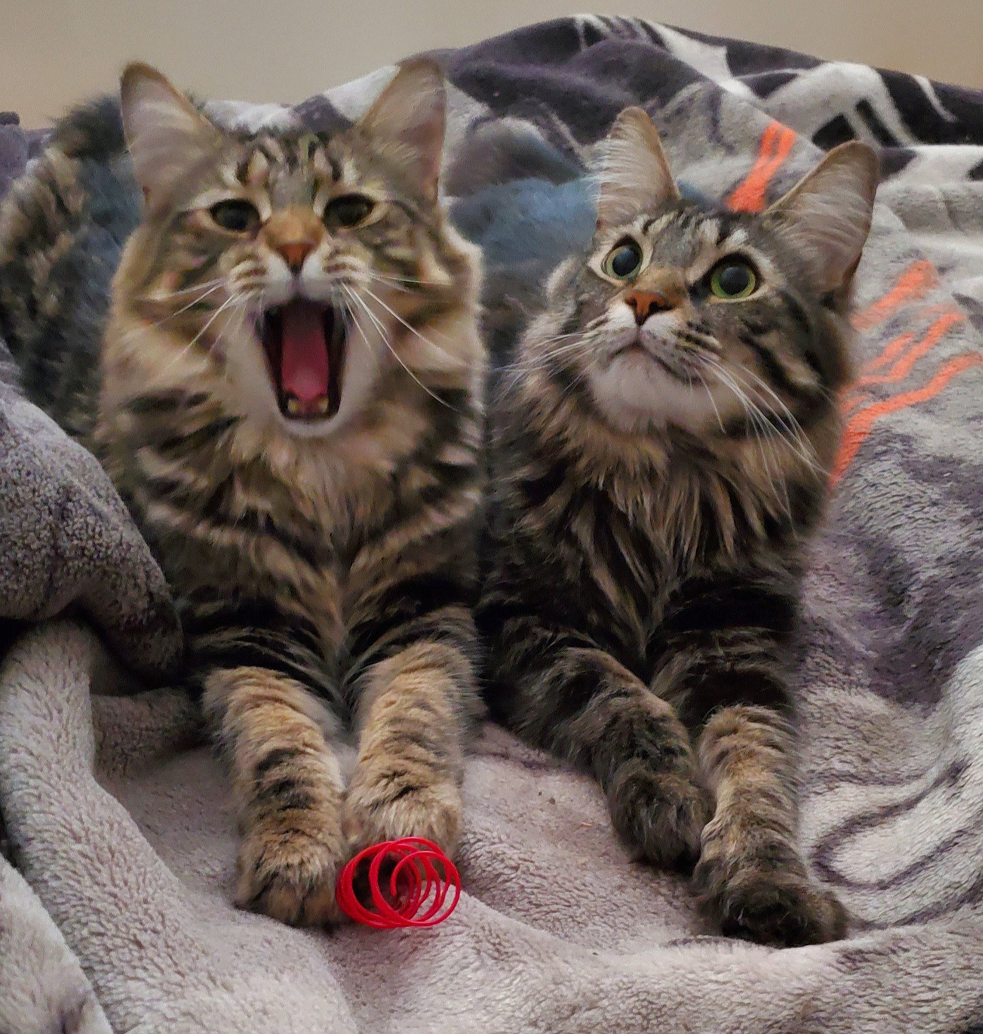 Salem a rejoint le concours — aidez-le/la à gagner de superbes lots ! carnivore, cat, claw, domestic_short_haired_cat, fang, felidae, fur, pattern, paw, photo_caption, small_to_medium_sized_cats, snout, terrestrial_animal, whiskers, wildlife, yawn