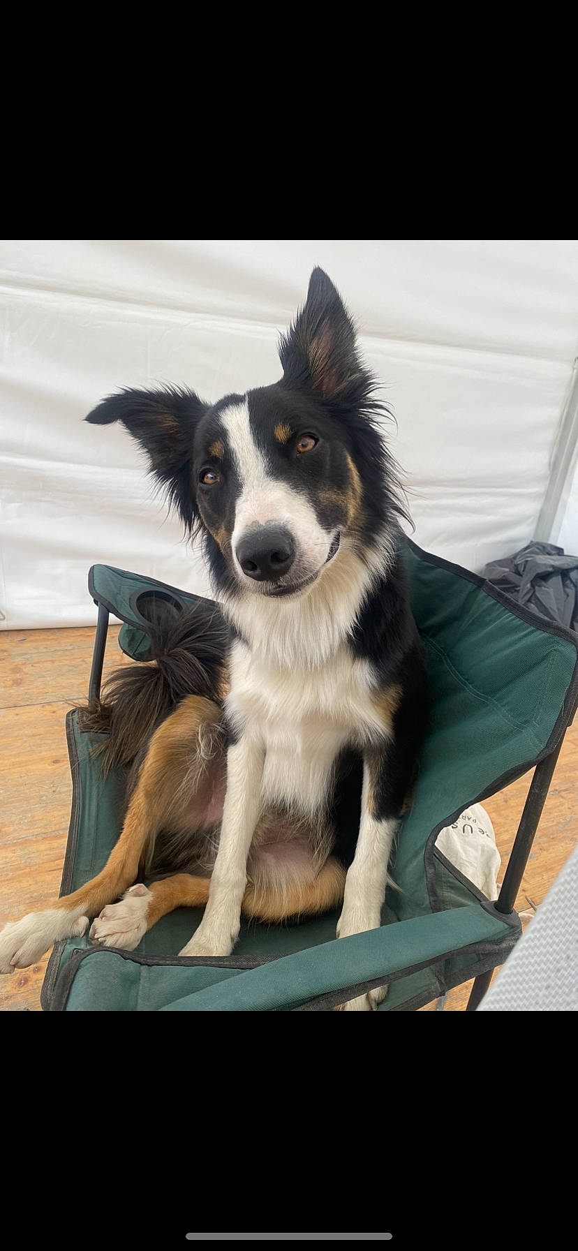 Kiff Kiff a rejoint le concours — aidez-le/la à gagner de superbes lots ! border_collie, canidae, carnivore, chair, companion_dog, dog, dog_breed, dog_supply, fur, herding_dog, plant, recreation, snout, sporting_group, whiskers, working_animal, working_dog