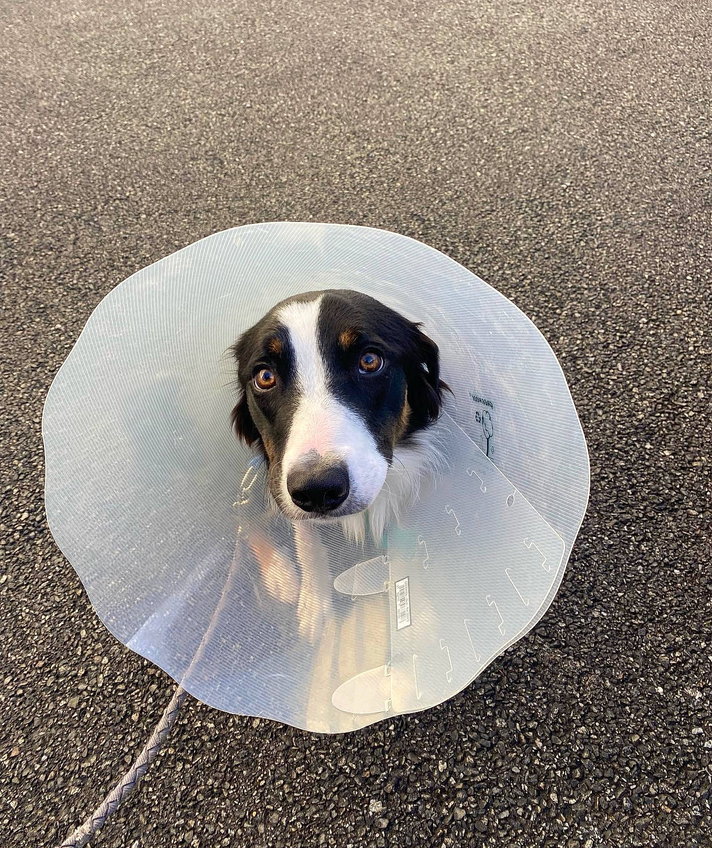 Kiff Kiff a rejoint le concours — aidez-le/la à gagner de superbes lots ! asphalt, canidae, carnivore, circle, companion_dog, concrete, dog, dog_breed, hound, road_surface, sporting_group, tar, whiskers