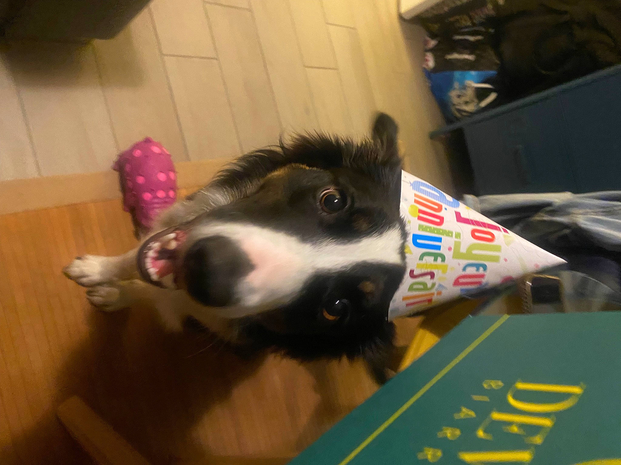 Kiff Kiff a rejoint le concours — aidez-le/la à gagner de superbes lots ! canidae, carnivore, collar, companion_dog, dog, dog_breed, dog_supply, flooring, fur, hardwood, herding_dog, pet_supply, sporting_group, table, terrestrial_animal, working_animal, working_dog