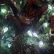 Michi joined the competition — help win amazing prizes! animal, basket, cat, celebration, christmas_tree, curious, cute, decorations, feline, festive, green, holiday, indoor, lights, ornament, pet, pine_needles, tabby, tree_branch, whiskers