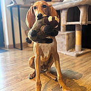 Bjorn participe au concours pour gagner de l'argent avec cette photo : dog, plush_toy, wooden_floor, indoor, pet, brown_dog, sitting, toy_in_mouth, cat_tree, cushion, furniture, natural_light, cozy, home, animal, ears, nose, paws, looking, domestic