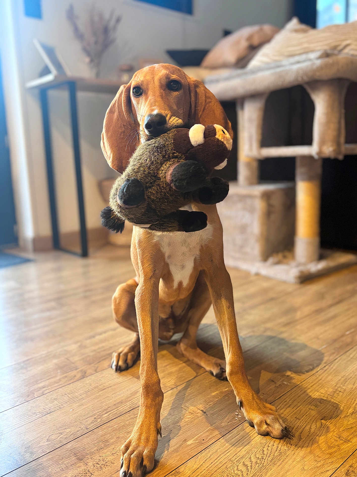 Bjorn participe au concours pour gagner de l'argent avec cette photo : dog, plush_toy, wooden_floor, indoor, pet, brown_dog, sitting, toy_in_mouth, cat_tree, cushion, furniture, natural_light, cozy, home, animal, ears, nose, paws, looking, domestic