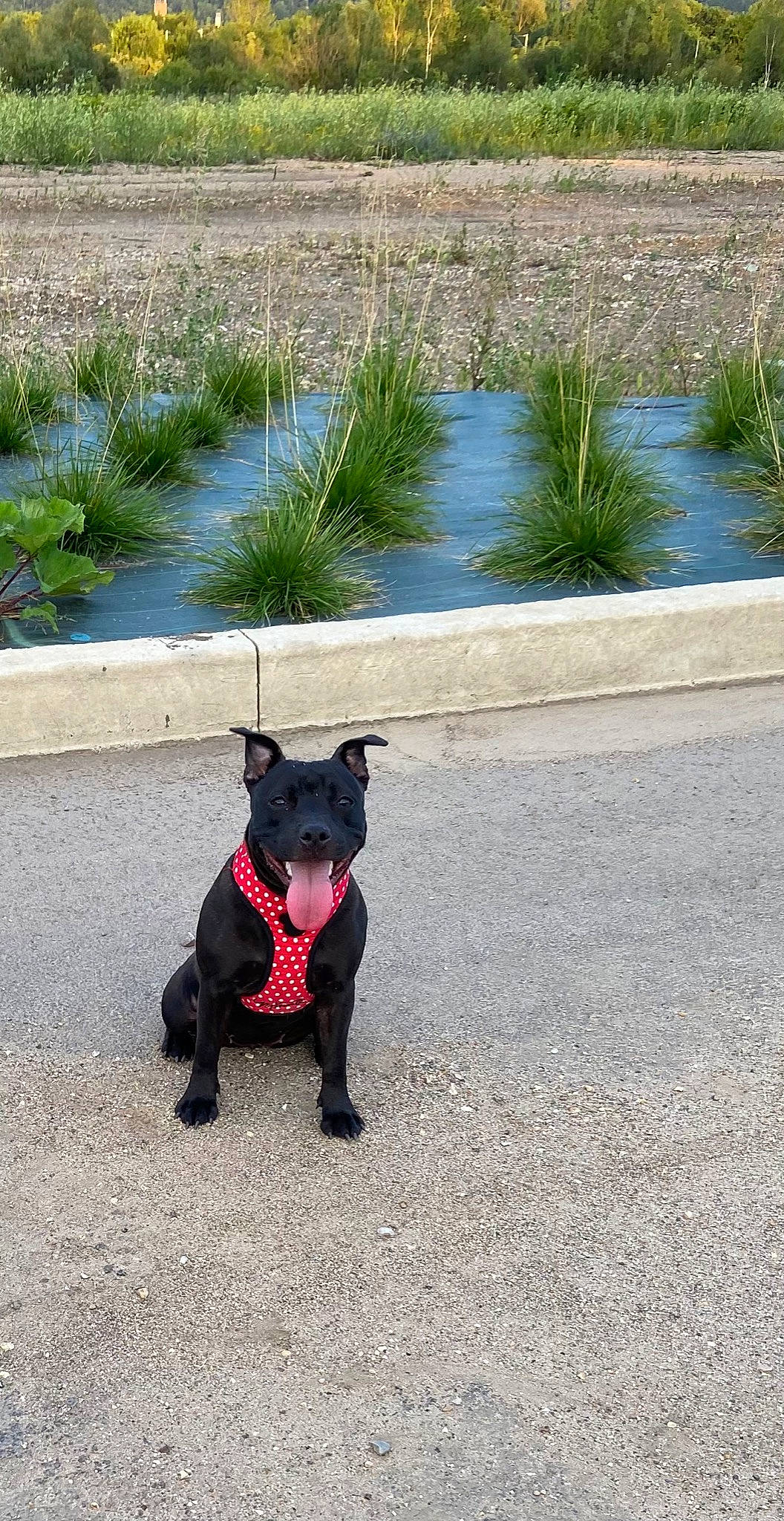 Maya a rejoint le concours — aidez-le/la à gagner de superbes lots ! canidae, carnivore, collar, companion_dog, dog, dog_breed, dog_collar, dog_supply, fashion_accessory, fawn, grass, leash, pet_supply, plant, road_surface, snout, sporting_group, tail, water, working_animal