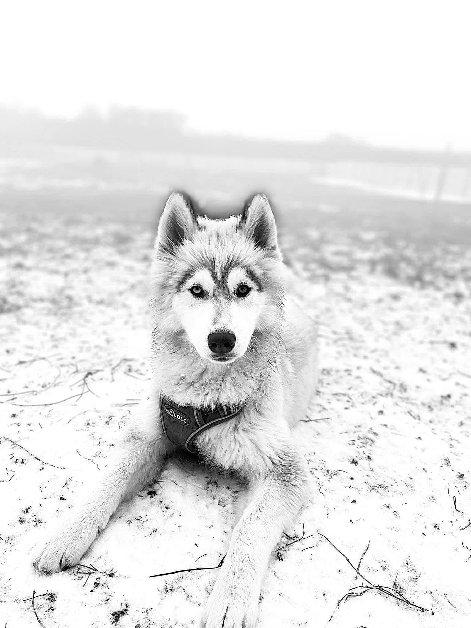 Junior a rejoint le concours — aidez-le/la à gagner de superbes lots ! art, black_and_white, canis, carnivore, dog, dog_breed, fur, grey, happy, monochrome, monochrome_photography, snout, snow, sporting_group, stock_photography, style, tail, terrestrial_animal, whiskers, wolf