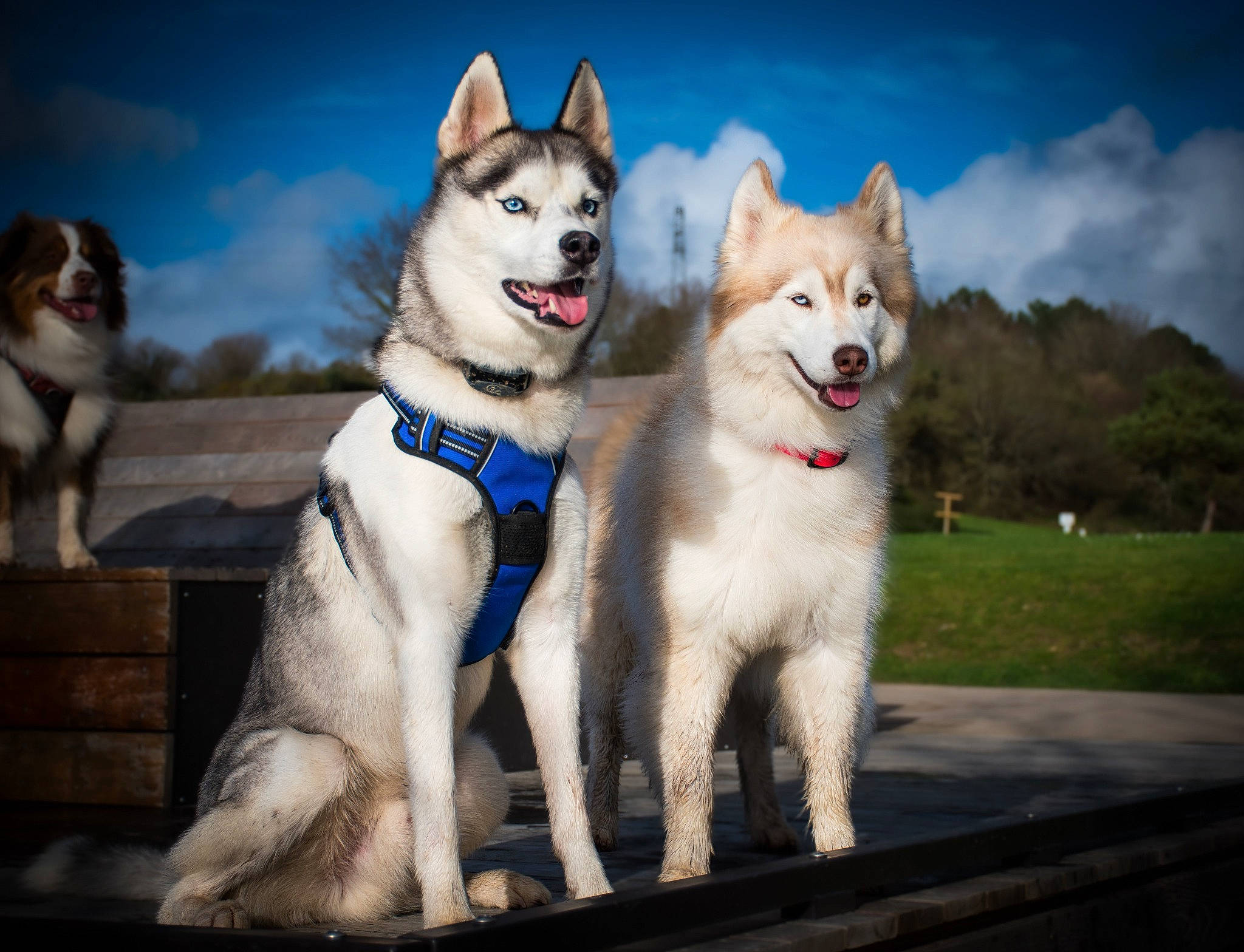 Ruby participe au concours pour gagner de l'argent avec cette photo : ancient_dog_breeds, canis, carnivore, cloud, collar, companion_dog, dog, dog_breed, electric_blue, fur, non_sporting_group, siberian_husky, sky, sled_dog, sporting_group, winter, wolf, working_animal, working_dog