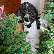 Sage is registered to the contest to win money with this photo: dog, poodle, black_and_white, curly_fur, pet, indoor, evergreen, pine_branches, holiday_decor, collar, animal, canine, fur, looking_at_camera, decorations, christmas_tree, greenery, houseplant, domestic_animal, portrait