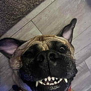 Honey joined the competition — help win amazing prizes! dog, pet, smiling, teeth, canine, close_up, floor, indoor, ears, collar, funny, animal, muzzle, tongue, cute, playful, face, expression, brown, black