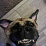 dog, pet, smiling, teeth, canine, close_up, floor, indoor, ears, collar, funny, animal, muzzle, tongue, cute, playful, face, expression, brown, black